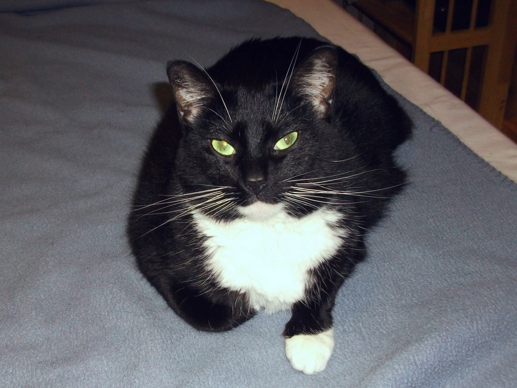 Arby - Oregon (Arby'll be 11 in 2019)